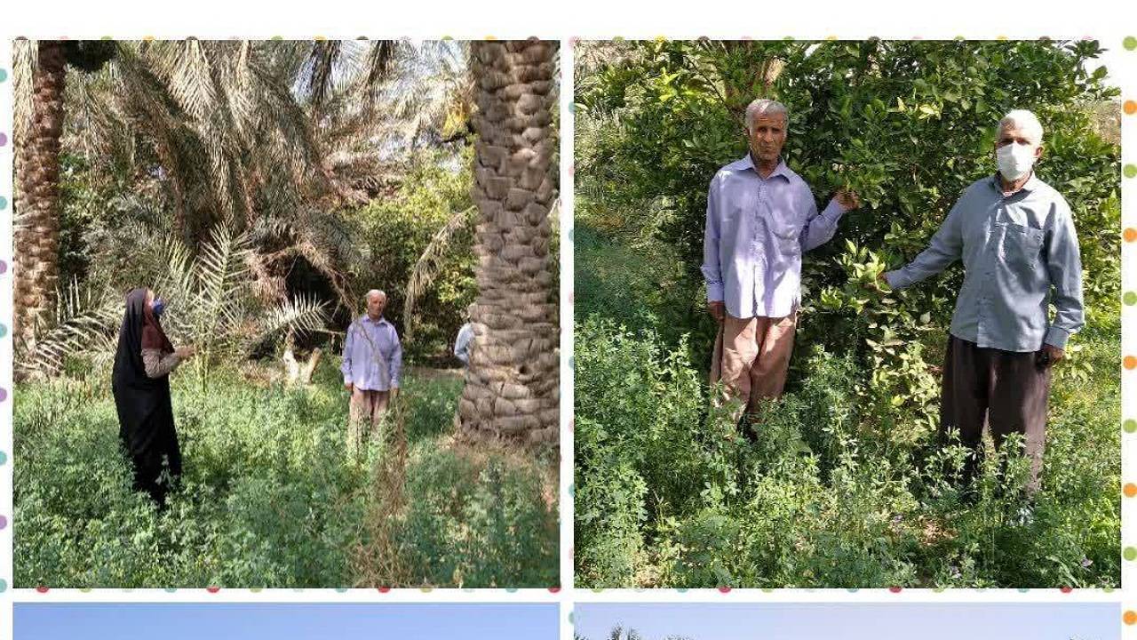 کاهش عارضه خشکیدگی خوشه خرما با کشت یونجه