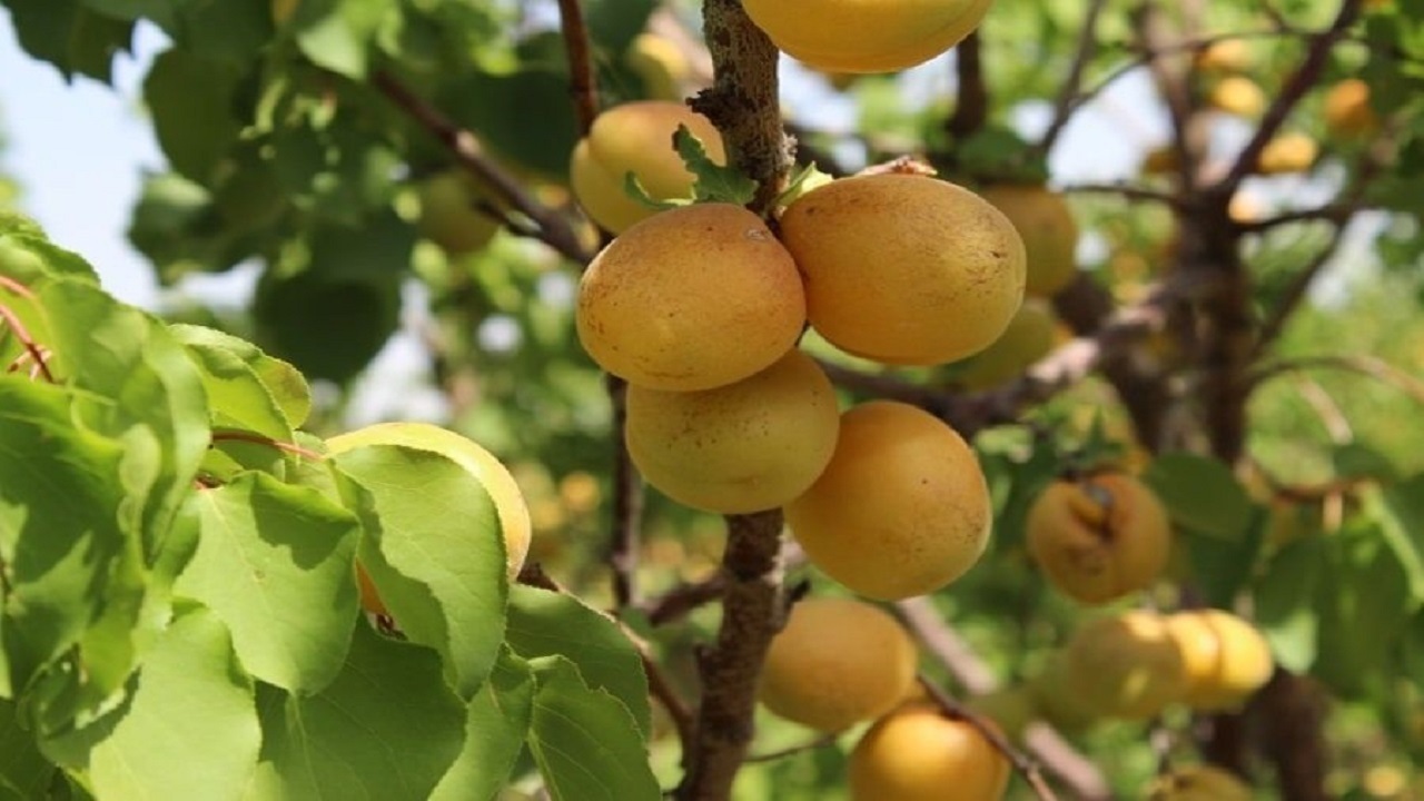 صادرات ۲ هزار تن انواع میوه‌های هسته دار از روستای نی تپه خان ببین