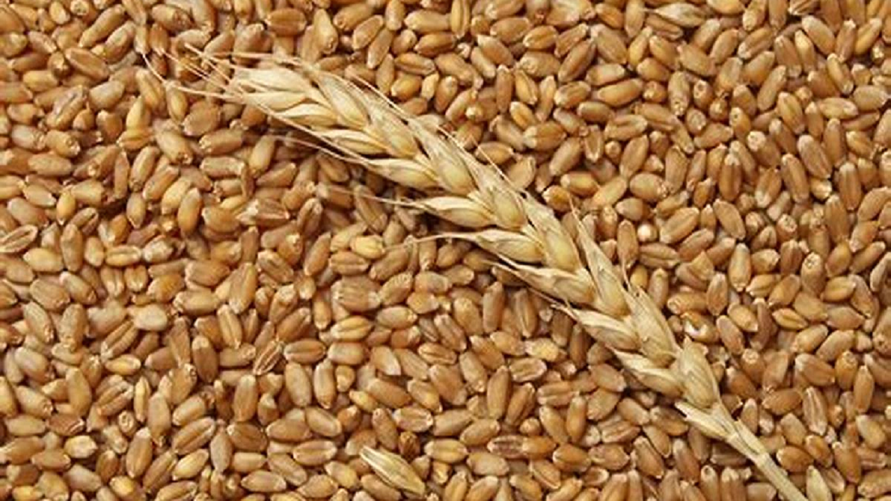 خرید تضمینی بیش از ۶۷ هزار تن گندم