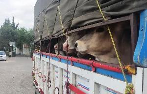 کشف ۸۰ راس دام زنده قاچاق در ساری