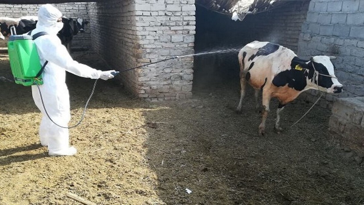 سم پاشی ۷ کانون مشکوک به بیماری تب کریمه کنگو در خراسان رضوی