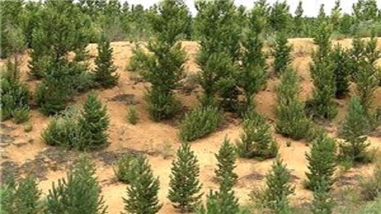 خراسان رضوي رتبه نخست کشور در ايجاد جنگل دست‌کاشت