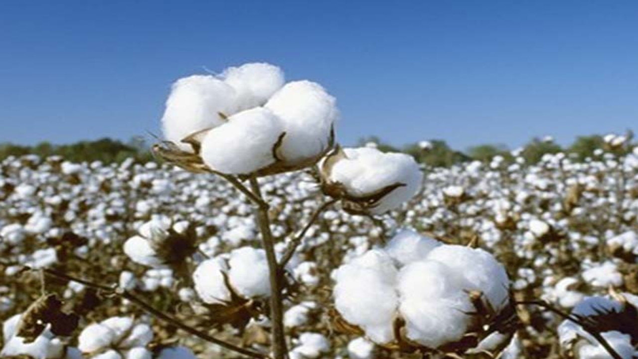 کاشت طلای سفید در ارزوئیه
