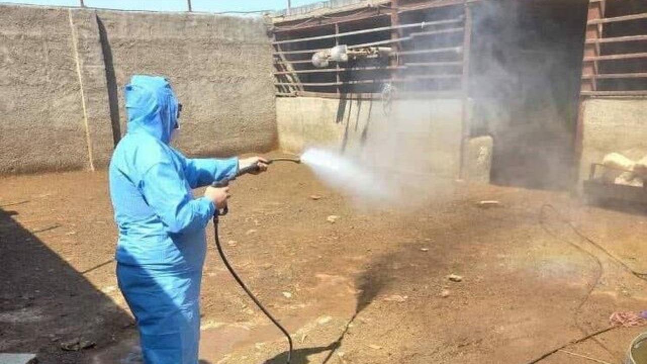 سم پاشی ۷ کانون مشکوک به بیماری تب کریمه کنگو در خراسان رضوی