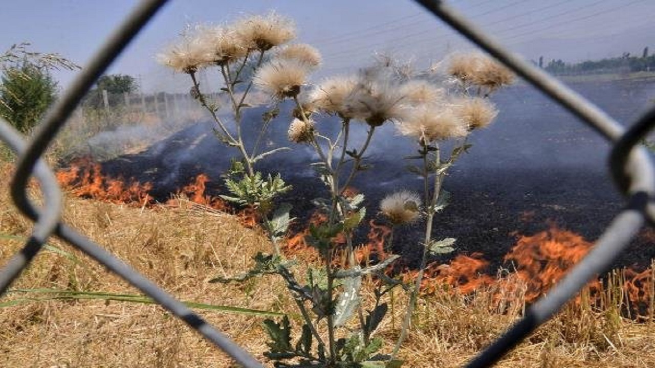 آتش بی احتیاطی بر جان زحمت چند ماهه کشاورزان در آزادشهر