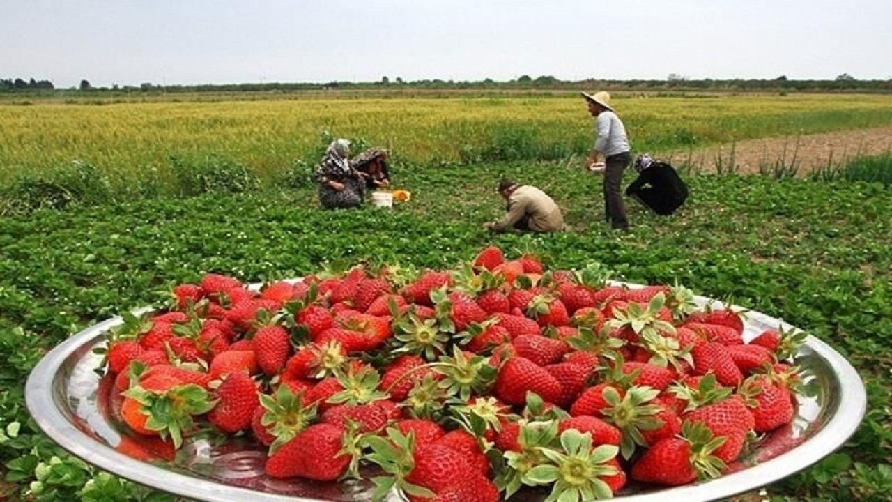 آغاز برداشت توت فرنگی از زمین‌های کشاورزی استان کردستان + فیلم