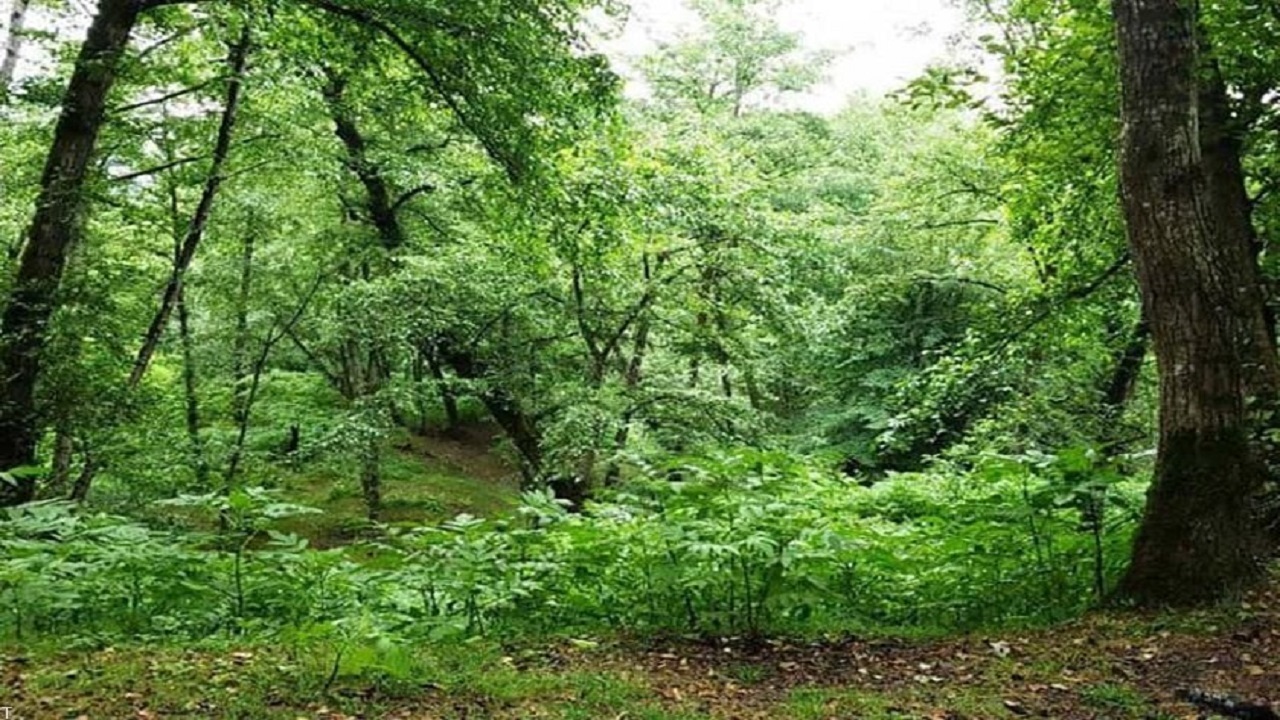 النگدره در چنگ پارادوکس فرهنگ و طبیعت/ هرکسی فریاد خودش را می زند