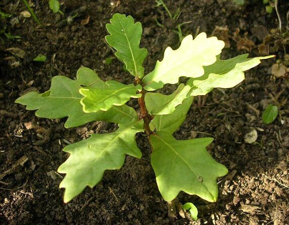 النگدره در چنگ پارادوکس فرهنگ و طبیعت/ هرکسی فریاد خودش را می زند