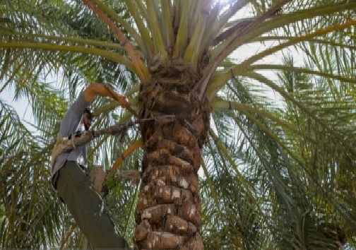 حصیر بافی با نخل خرما