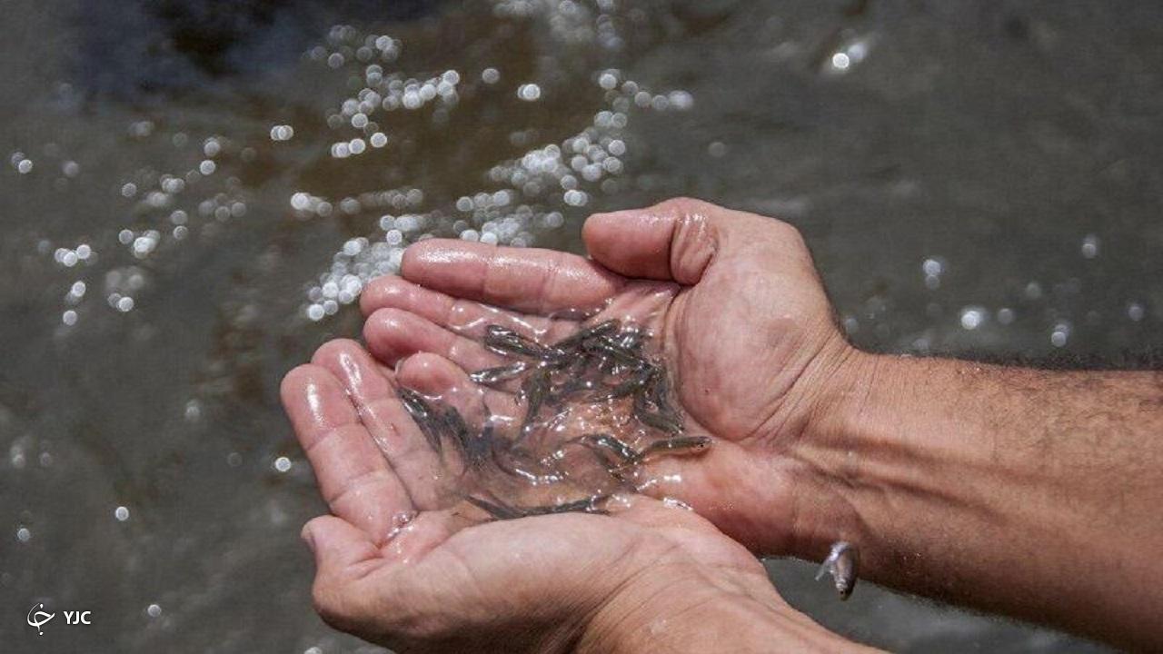 رهاسازی ۸ میلیون قطعه بچه ماهی در منابع آبی آذربایجان غربی