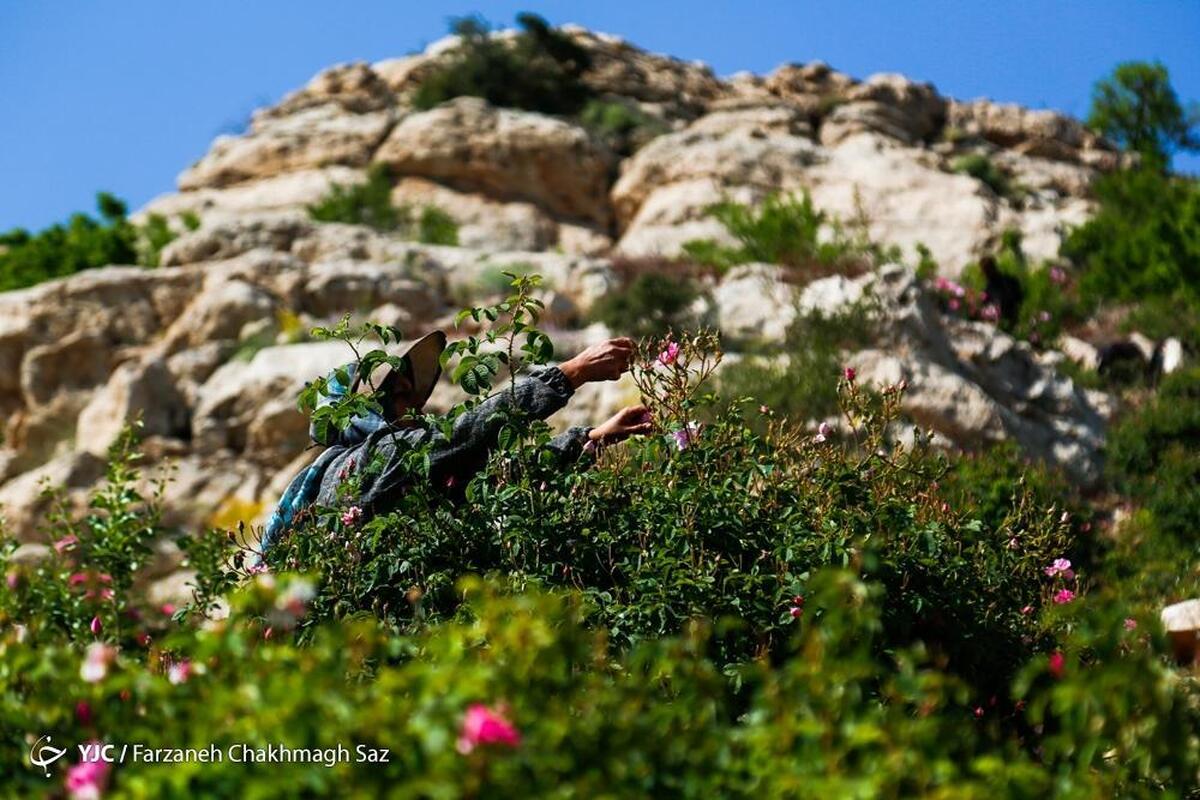 آیین سنتی علم بندان در ماسوله