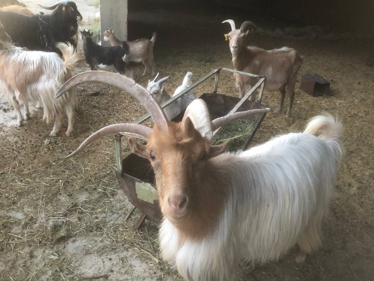 دنیای حیات وحش