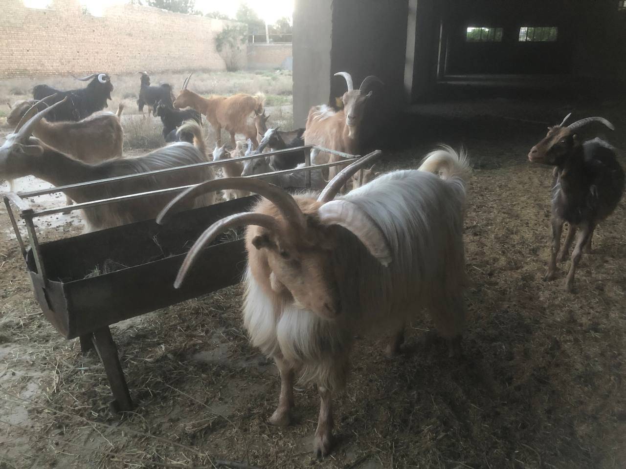 بز 4 شاخه