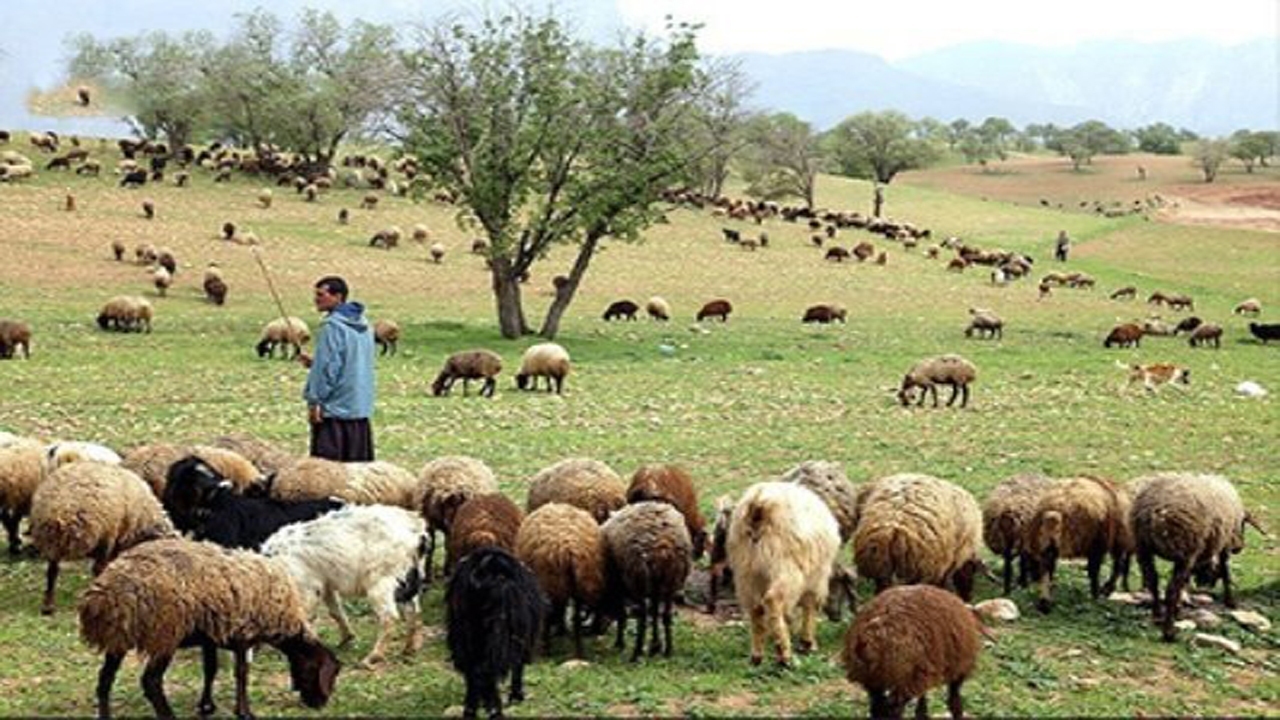 عشایر ۲۵ درصد گوشت قرمز کشور را تامین‌می‌کنند
