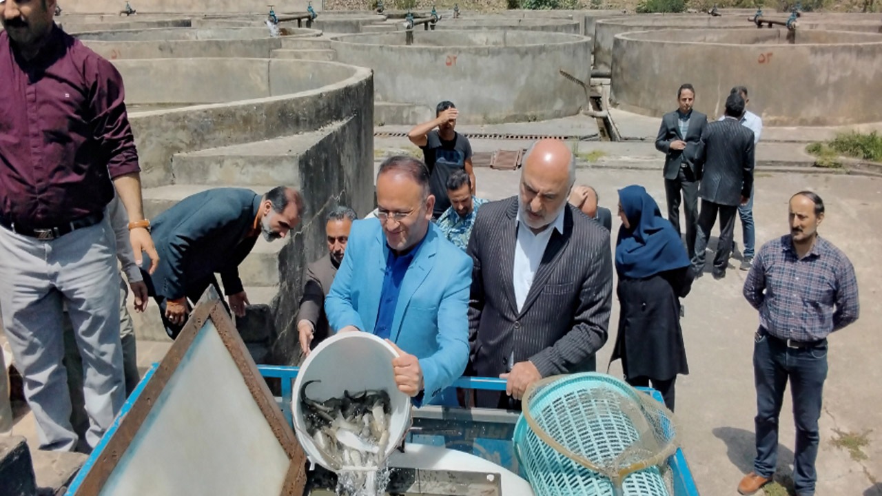 رهاسازی بیش از ۵۰ هزار قطعه بچه ماهی آزاد در غرب مازندران