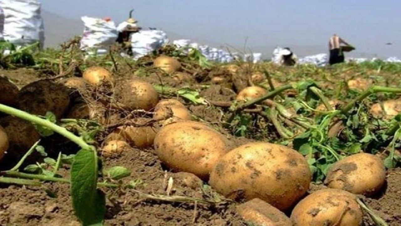 توصیه جهاد کشاورزی گلستان در مورد برداشت و ارائه هر چه بهتر محصول سیب زمینی