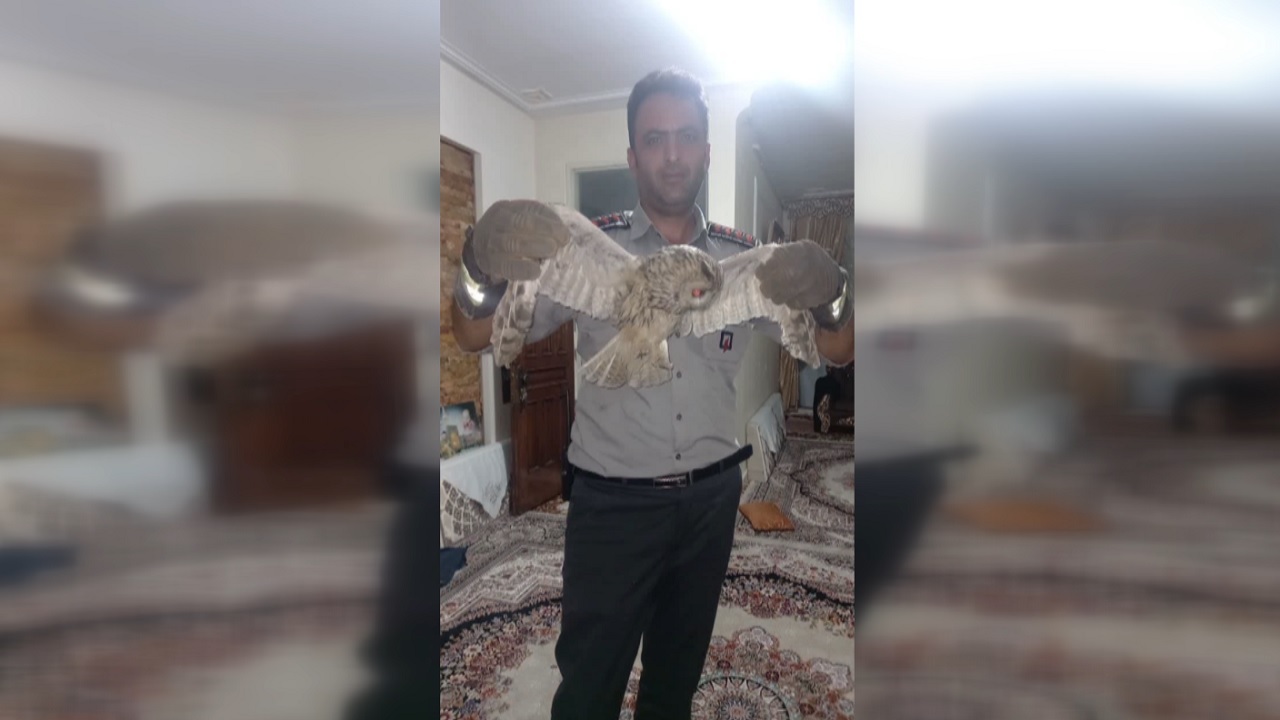 پیدا شدن جغد در منزل مسکونی ناصرآباد قزوین