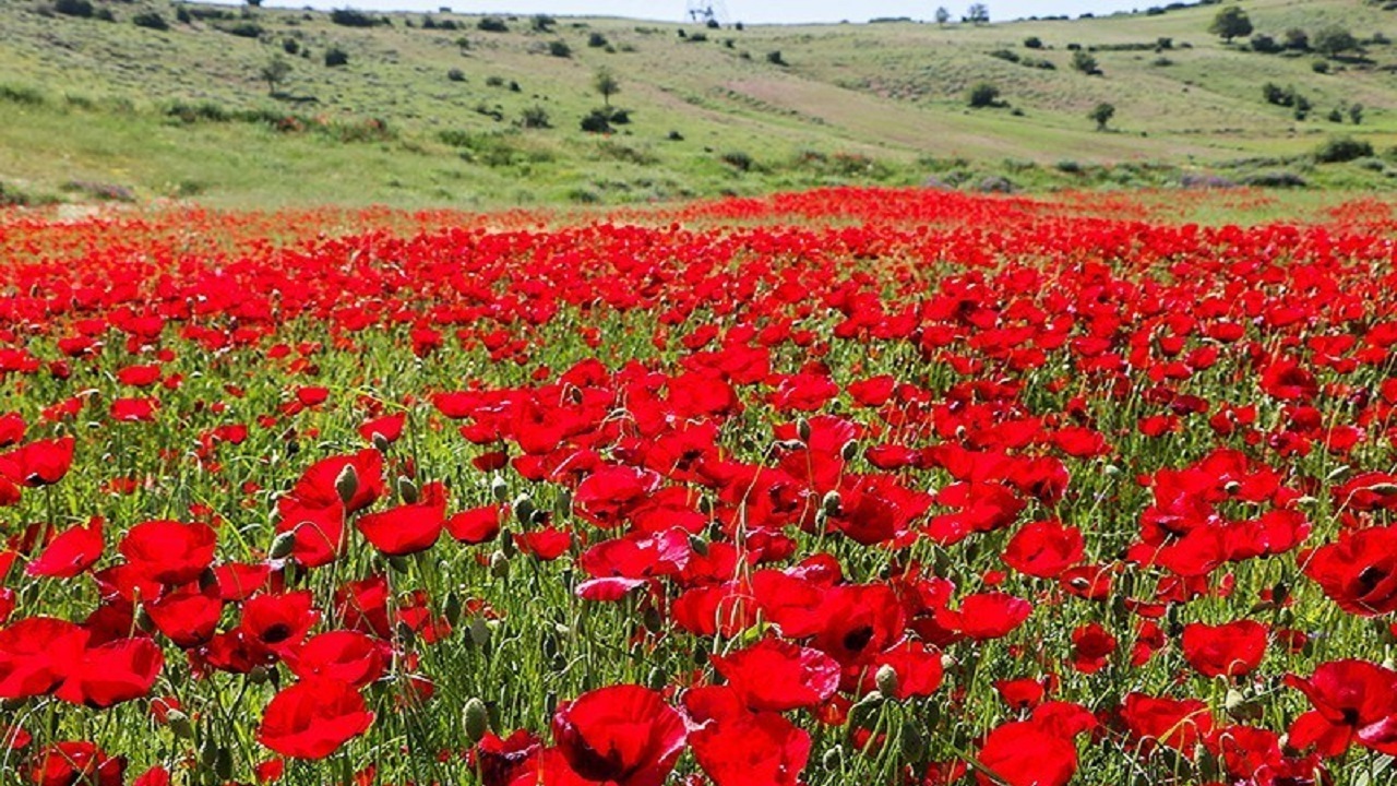 فیلمی از دشت گل‌های شقایق در بخش موران