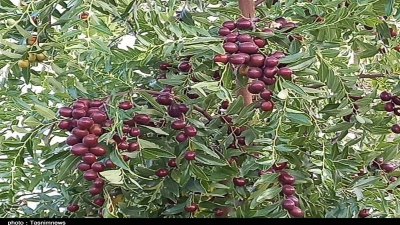 ۳۵۰ هکتار زمین از درختان میوه در لغمان غرس شدند