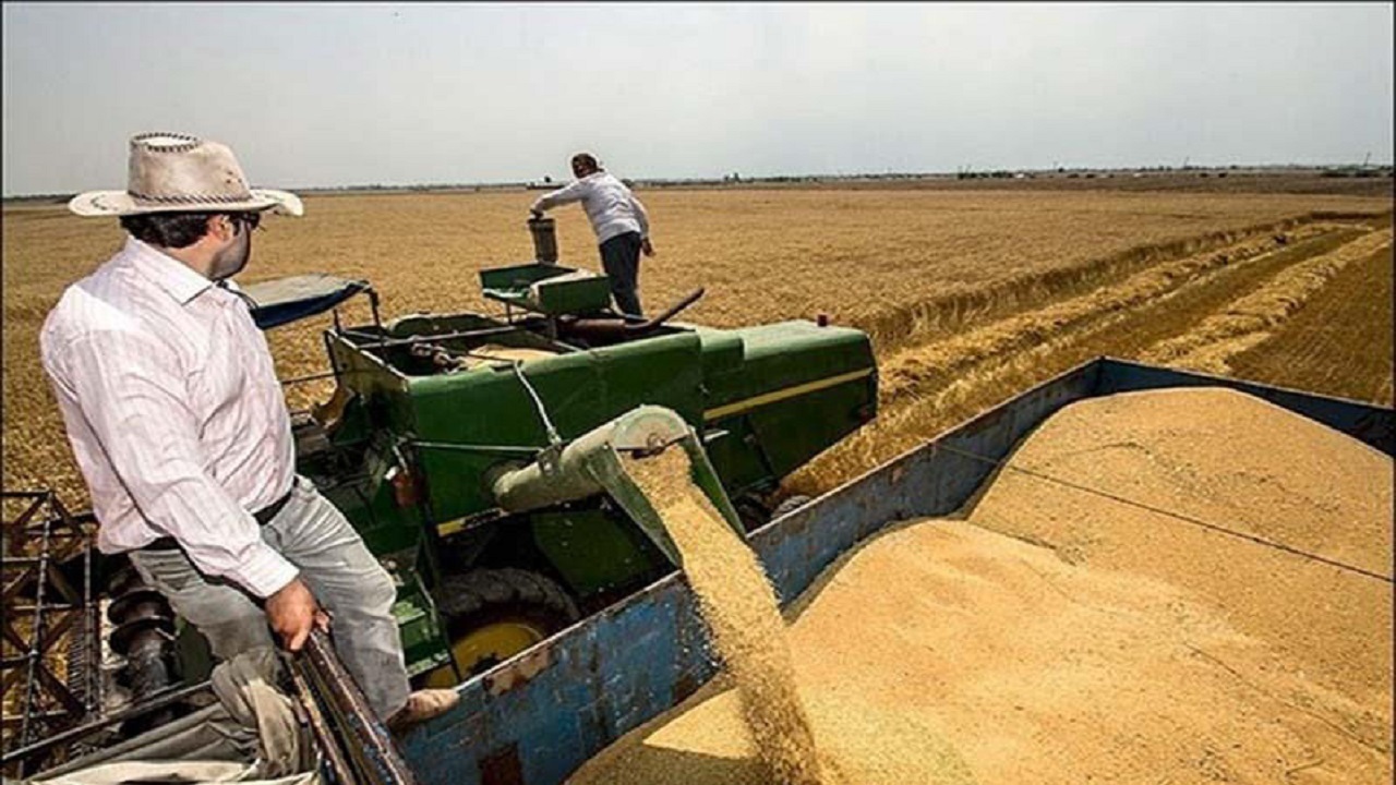 ۷۹۹ میلیارد تومان به گندم‌کاران بوشهری پرداخت شد