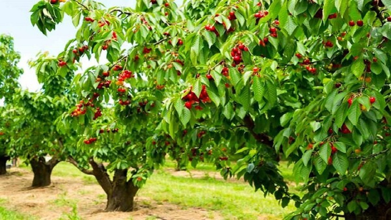 به بار نشستن درختان گیلاس در روستای ازغد + تصاویر