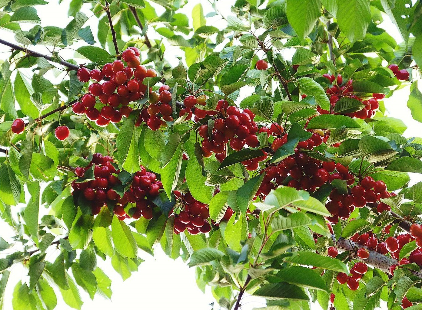 خودنمایی درختان گیلاس بر روی درختان
