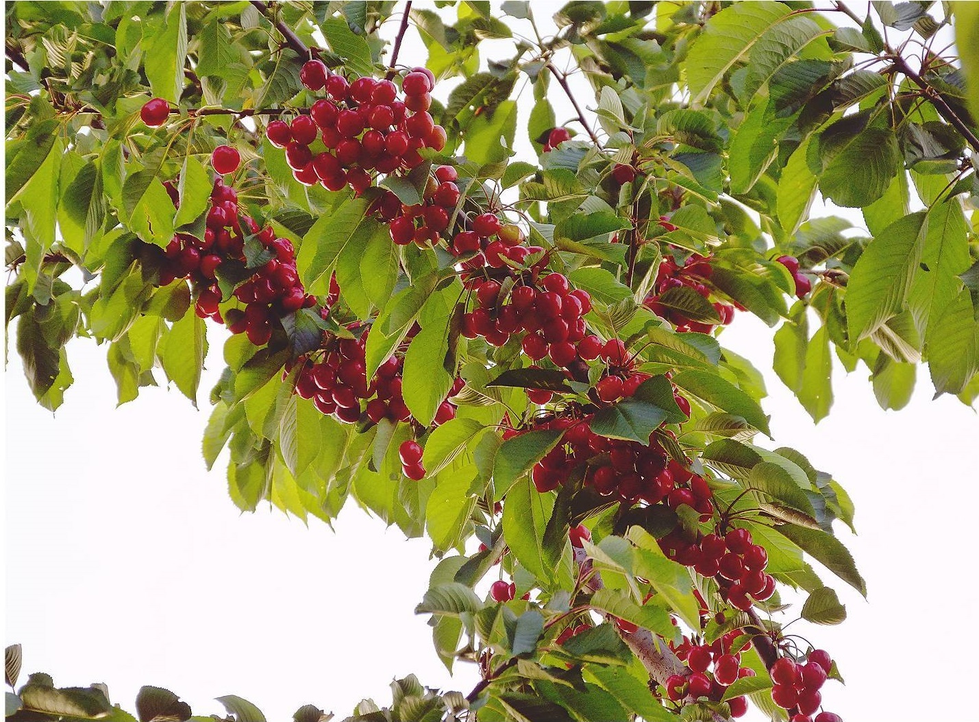 درخت گیلاس
