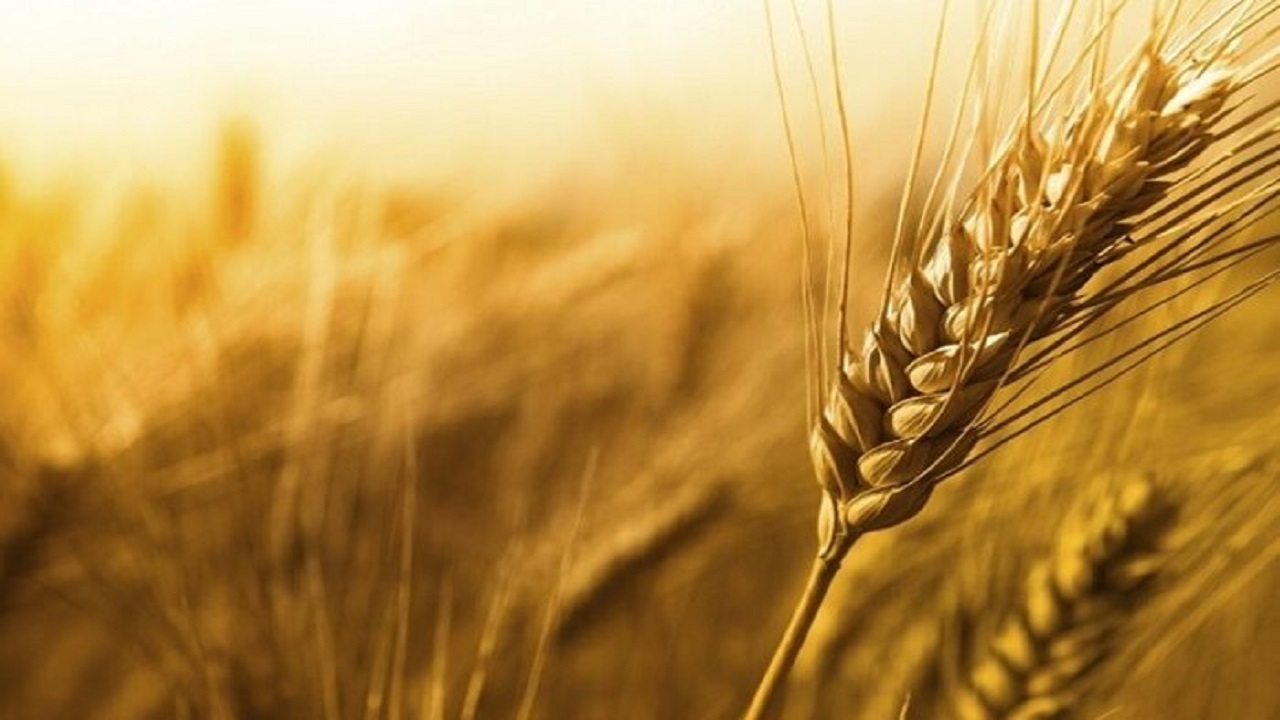 برداشت بیش از ۷۵ هزار تن گندم از مزارع رامهرمز