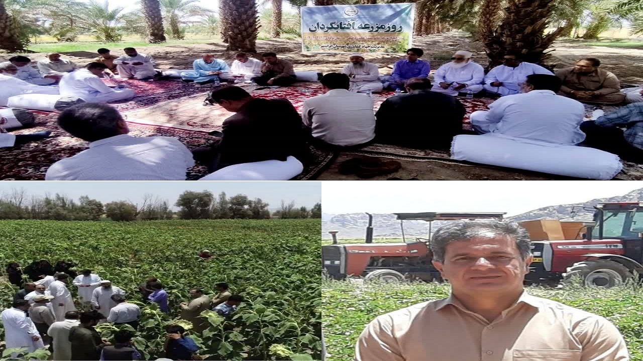 آفتابگردان محصولی سازگار و پر سود در الگوی کشت زراعی استان سیستان وبلوچستان