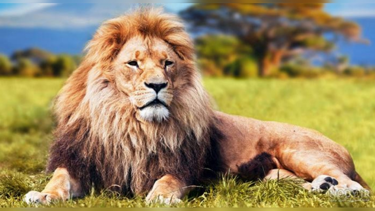 حمله غافلگیرانه شیر به پلنگ + فیلم