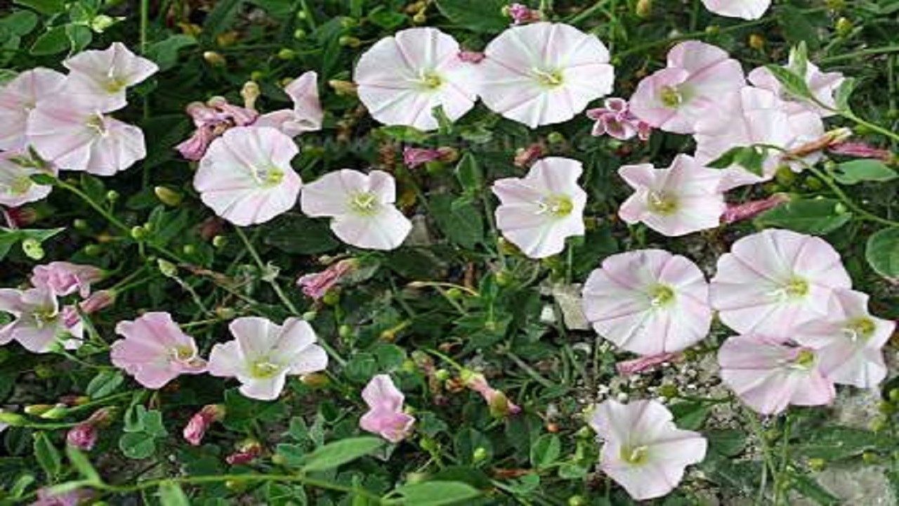 خودنمایی پیچک صحرایی صورتی در سمیرم + فیلم