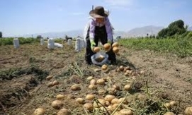 ابتلای ۱۰هزار هکتار از اراضی سیب زمینی به بیماری سفیدک دروغین در اردبیل