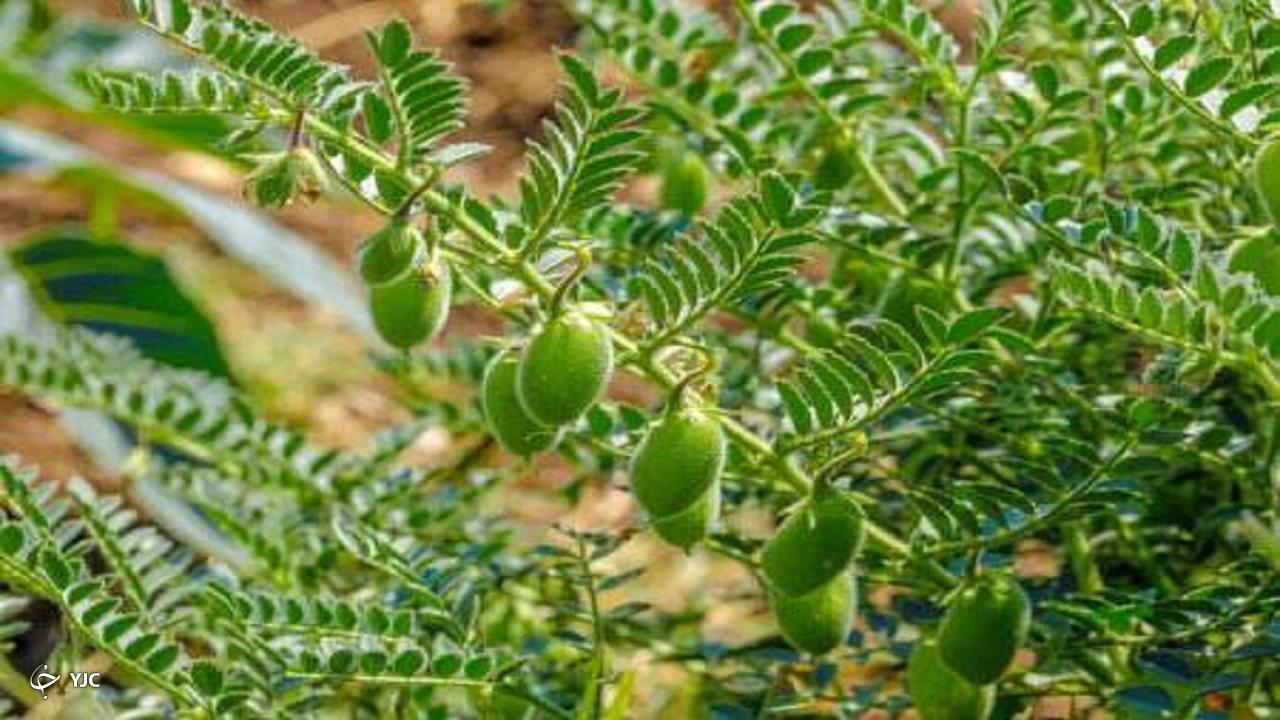 کاهش ۳۰ درصدی برداشت نخود در آذربایجان غربی