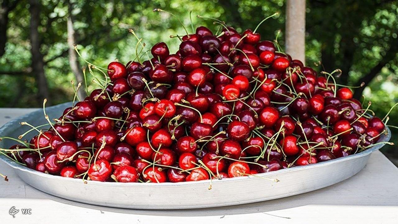 ۱۰ هزار تن گیلاس سالانه از آذربایجان غربی صادر می‌شود