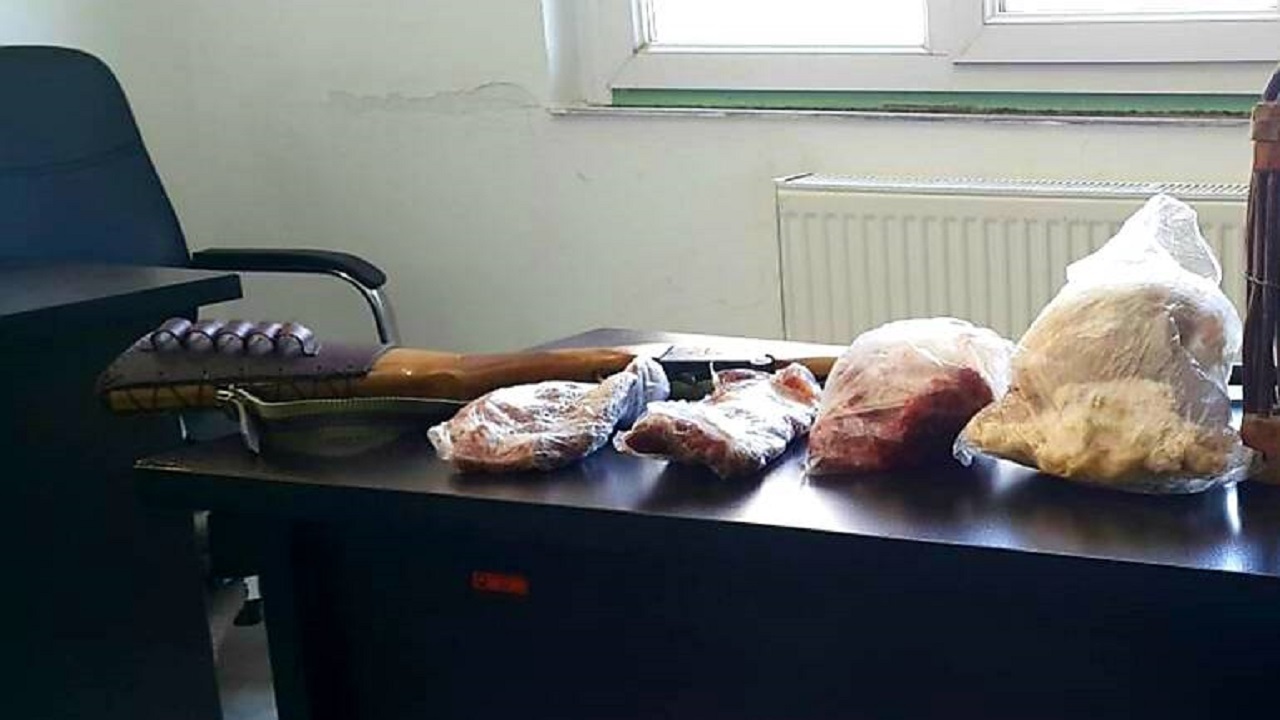 کشف لاشه کل وحشی از منزل شکارچی متخلف در کامیاران