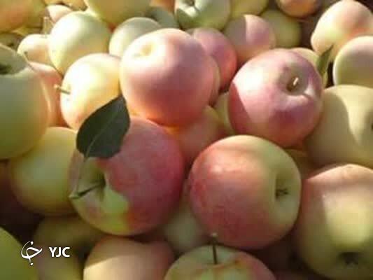 پیش بینی برداشت دو برابری سیب گلاب در بیضا