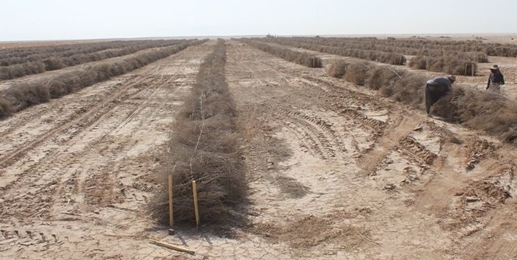 فاز دوم طرح ۵۵۰ هزارهکتاری ایلام و خوزستان اجرا می شود