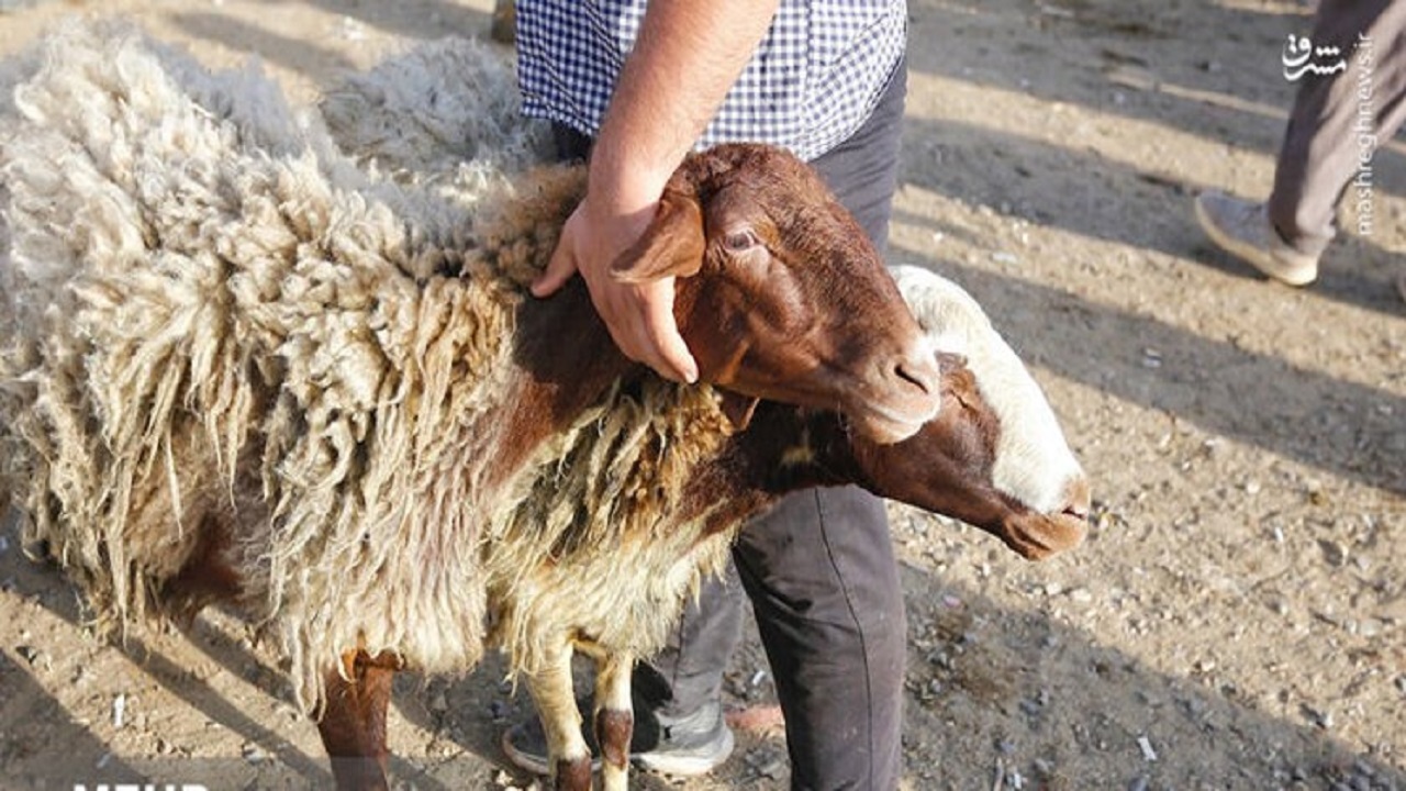 ذبح ۱۲۸ راس گوسفند در ایام عید قربان توسط گروه‌های جهادی