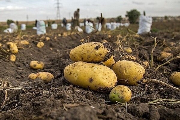 ۵۸۰ هزار تن سیب‌زمینی در اردبیل برداشت می‌شود