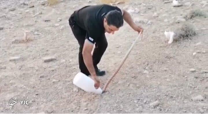 زنده گیری شترمار در فیروزآباد