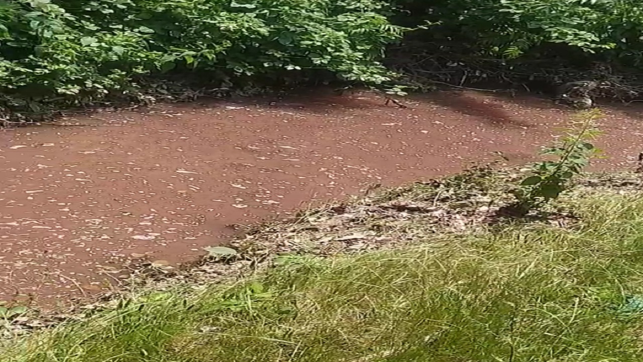 رهاسازی فاضلاب کشتارگاه صنعتی طیور در رودخانه روستای رخشانی رامیان + فیلم