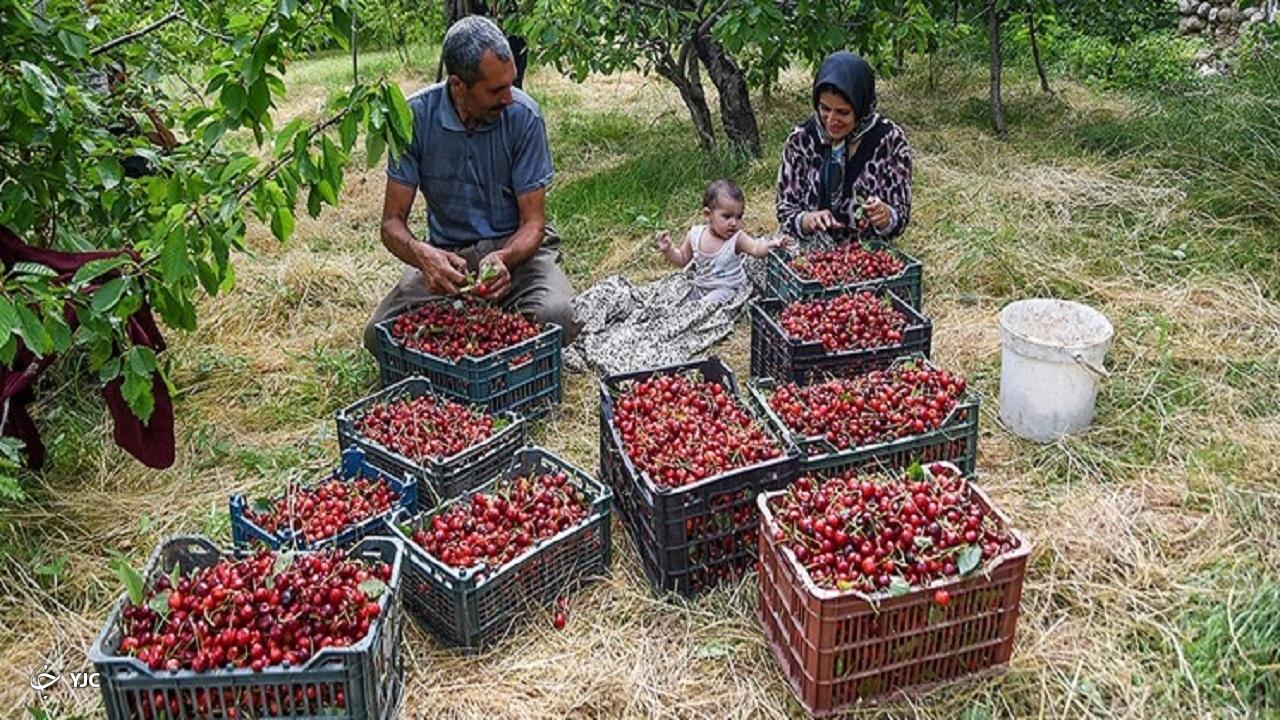برداشت حدود ۲۰ هزار تن آلبالو از باغ‌های آذربایجان غربی