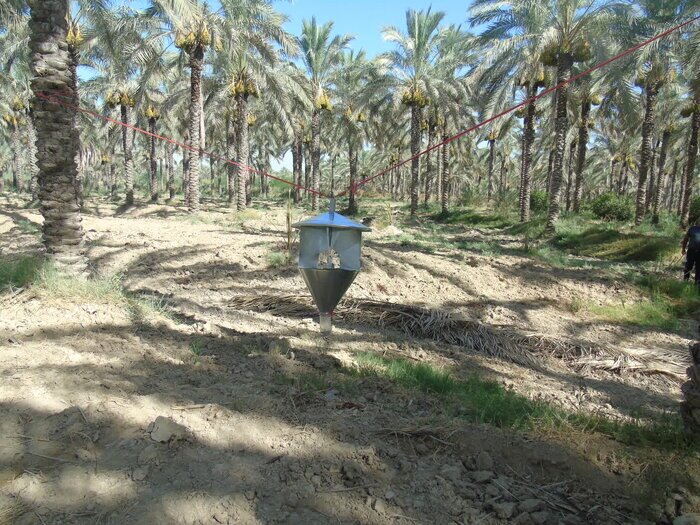 شبیخون سوسک چوبخوار به نخیلات بوشهر
