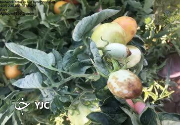 روگوز در کمین مزارع گوجه فرنگی و فلفل دلمه فارس