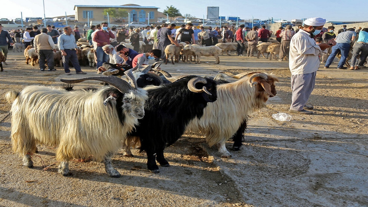بازرسی و نظارت دامپزشکی گلستان بر معاینه ۱۰ هزار و ۸۰۲ راس دام زنده در عید قربان