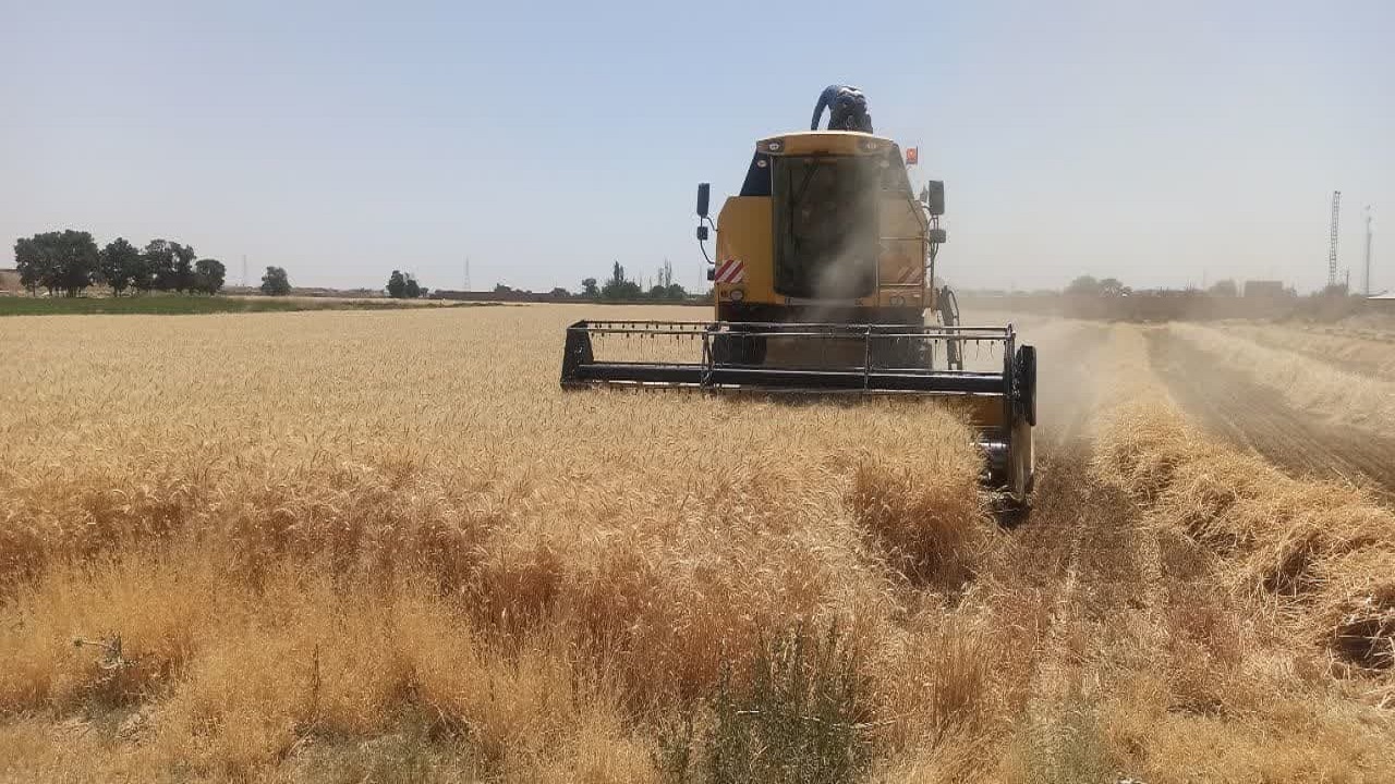 خرید ۳۲هزار تن گندم از کشاورزی شهرستان بوئین زهرا