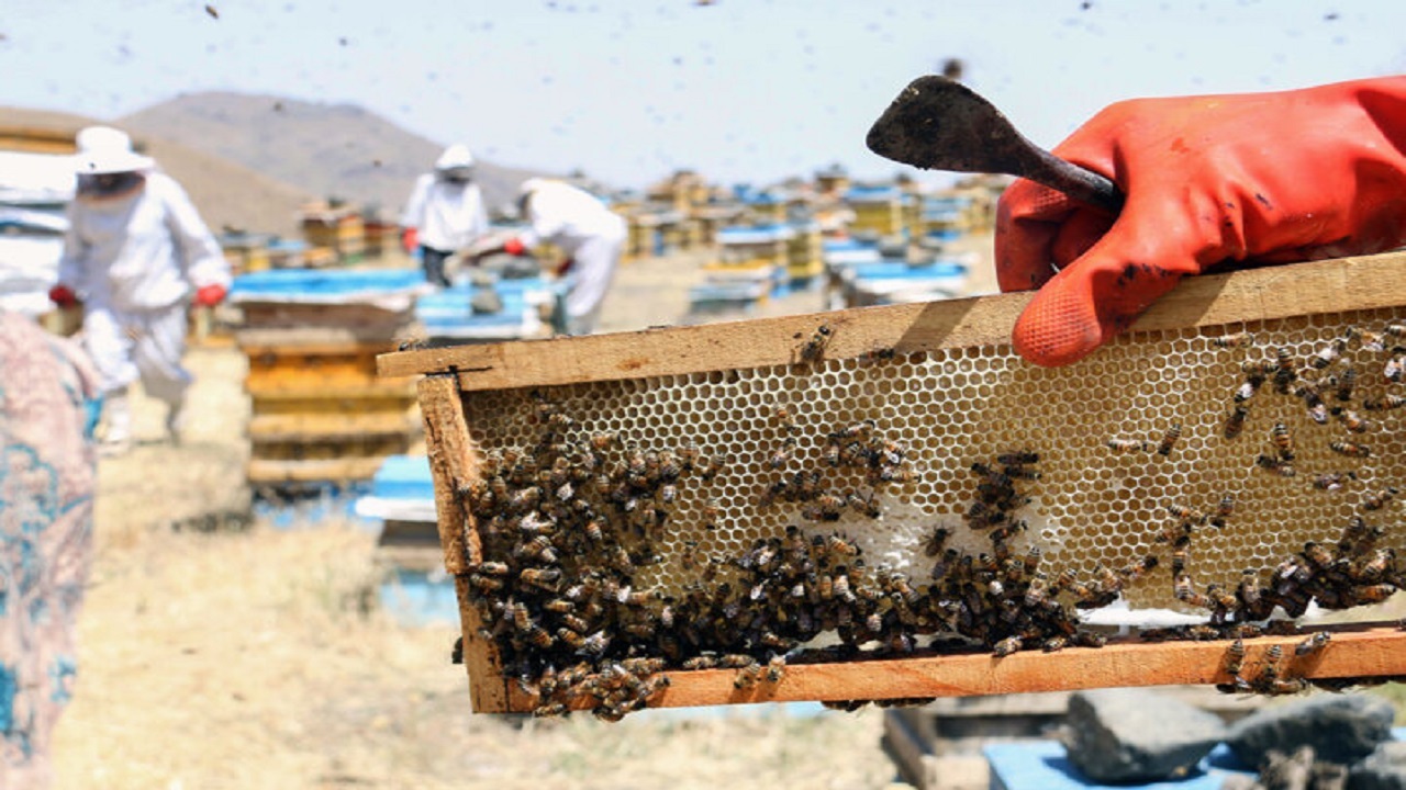 یک اقتصاد شیرین