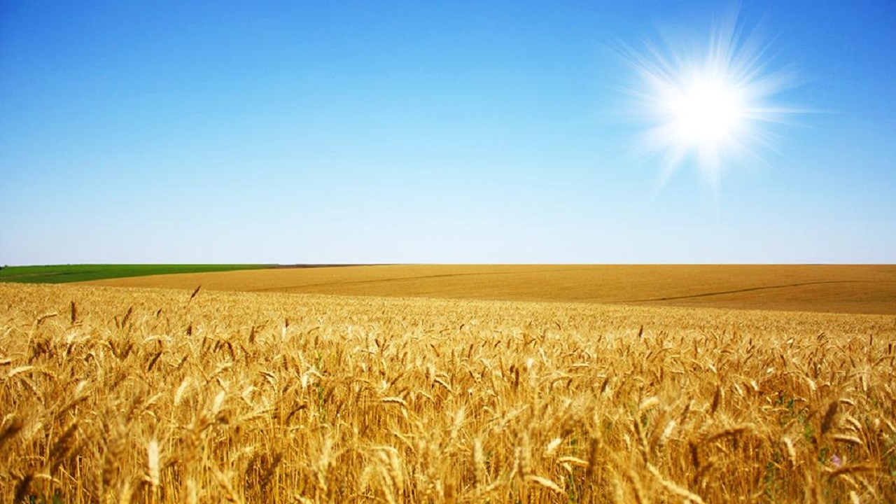 نمایی از مزارع گندم به بار نشسته در روستای تازه کند بخش موران + فیلم