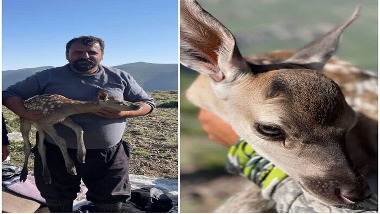 نجات مرال از چنگال سگ‌های درنده
