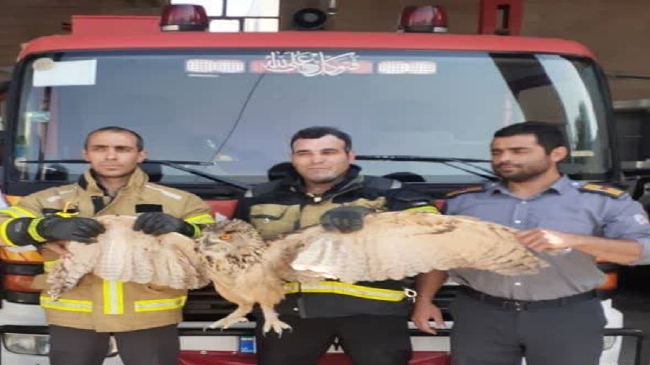زنده گیری شاه بوف وحشی در قزوین 